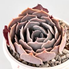 【多肉植物】エケベリア・ピンクフリル　Echeveria shaviana 'Pink Frills'