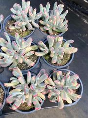 抜き苗 ボウヨウフクジョウ錦 MY93×18株 ふっくら 多肉植物 エケベリア サボテン 韓国苗 新入荷