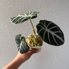 アロカシア・レギンネラ ニンジャ｜Alocasia reginula 'Ninja' 現物株