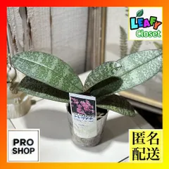 2025年最新】シレリアナの人気アイテム - メルカリ