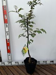 強い山椒苗 /スーパー朝倉山椒 5号接木苗・強健台木
