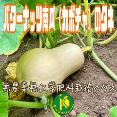 バターナッツ南瓜（固定種・カボチャ）のタネ　10粒　無農薬無化学肥料栽培の種子
