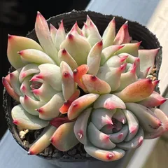 2025年最新】多肉植物 桃太郎の人気アイテム - メルカリ