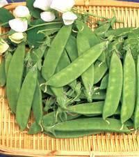 ＜野菜の種＞キヌサヤエンドウ　絹さや きぬさや　ニムラ白花　たね　５０粒  　※種です※