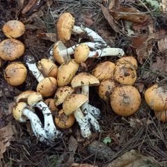 天然きのこ117　クリフウセンタケ1.2kg