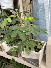 sola様専用　おじぎそう　ウッドプランター植え