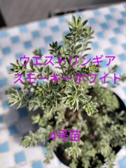 ウエストリンギア　スモーキーホワイト　金子香草園　4号苗　ガーデニング