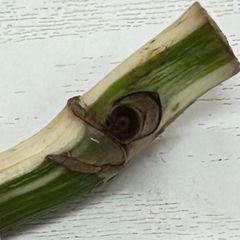 【ハーフ茎】モンステラ  ハーフムーン  #956  /  斑入り  観葉植物