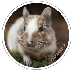送料無料　Degu　デグー　シール「デグー　自然の中で🎵　ステッカー」（約６０ｍｍ×約６０ｍｍ）