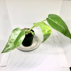 フィロデンドロン ボブシー　中間カット苗