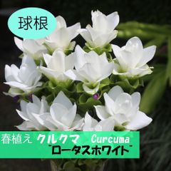 クルクマ球根　ロータスホワイト2球