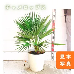 2025年最新】チャメロップスの人気アイテム - メルカリ