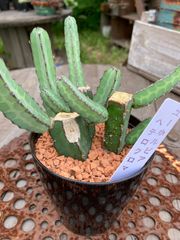 ユーフォルビア☆3本立ち☆ヘテロクロマ①