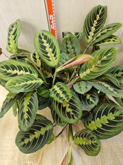 観葉植物2