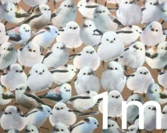 【ゆきちゃん限定 輸入品】X078② シマエナガ リアル コットン生地 1m