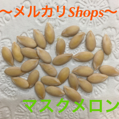 渥美産 マスクメロンの種 果物の種