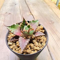 大株】アデニウム 