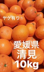 愛媛県産　清見　ヤケ有り　柑橘　10kg
