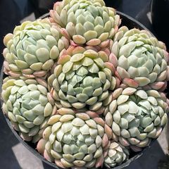 naka多肉 - メルカリShops naka多肉 - メルカリShops