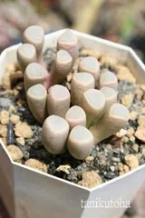 五十鈴玉 フェネストラリア Mサイズ5.5ｃｍポット Fenestralia rhopalophylla 多肉植物 多肉永遠