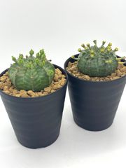 ユーフォルビア　バリダ　オス株メス株セット　タネ取りに！