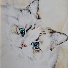色鉛筆画 猫 (1448) - メルカリ