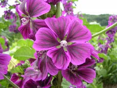 2025年最新】ウスベニアオイ 種の人気アイテム - メルカリ