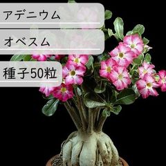【種子】アデニウム・オベスム　種子50粒
