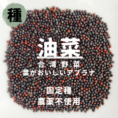 【種】油菜（台湾野菜：アブラナ）　農薬不使用　100粒