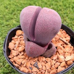 多肉植物 プレイオスピロス 紫帝玉