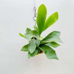 【428S】【第4種郵便発送商品】ビカクシダ（コウモリラン）の苔玉　Sサイズ