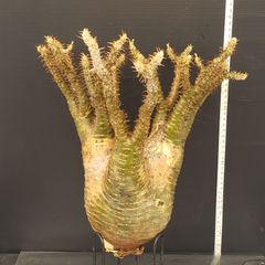 J571【最新到着】Pachypodium　グラキリス（L）（現地球・抜き苗）【塊根植物】パキポディウム　グラキリス
