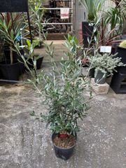 オリーブの木 エルグレコ スクエア型セメント鉢植え 苗 シンボルツリー