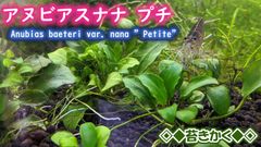 ◆アヌビアスナナ プチ・Lサイズ◆個体選択可◎水中育成・第四種郵便発送