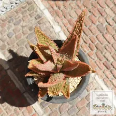 ソマリエンシス アロエ Mサイズ5.5ｃｍポット aloe somaliensis 小～中型種 葉を重ねるタイプ 多肉植物