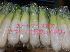 新鮮！葉付きも可！　おいし〜い大根の箱詰め！（大きさお任せ）
