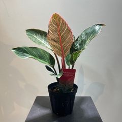 ビカクシダ ウィリンキー バリ ワイルド株 Platycerium Willinckii