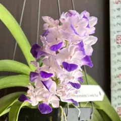 j*k様 洋蘭　バンダ　1種2株　オークション 2025年最新】Yahoo!オークション -バンダ(花、園芸)の中古品
