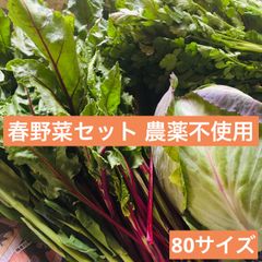 菜の花 ビーツ菜 パクチー ねぎ 大根 春野菜 農薬不使用 自然栽培 80サイズ