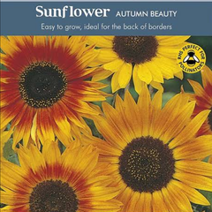 ひまわり sunflower オータムビューティ 種 20粒
