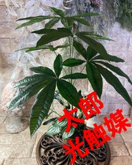 光触媒 人工観葉植物 ウォールグリーン フェイクグリーン セイント