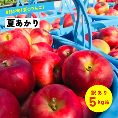 8月収穫の希少な夏リンゴ「夏あかり5キロ箱訳あり品」 農林水産大臣賞 夏リンゴ 信州産 産地直送 長野県限定