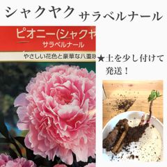 芍薬　シャクヤク　サラベルナール　苗・苗木・球根　　★芽でてます！　★土を少し付けての発送！　★芍薬はドライフラワーにしても香りが残ります！