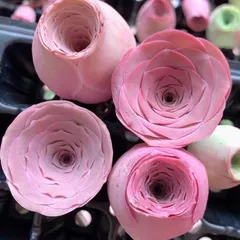 SALE❣️多肉植物　グリーノビア　ピンクローズ　抜き苗　3-4cm 1株のサムネイル