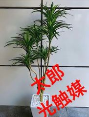 光触媒 人工観葉植物 ウォールグリーン フェイクグリーン pシー 光触媒 人工観葉植物 ウォールグリーン フェイクグリーン pシー