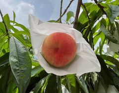 【ご予約専用商品】甘くて美味しい🍑桃🍑浅間白桃4kg🤤発送予定7月15日頃〜