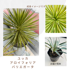 ユッカ　アロイフォリア　バリエガータ（5号）斑入り　ユッカアロイフォリア　耐寒性ユッカ　庭木　オージープランツ　ドライガーデン君が代欄