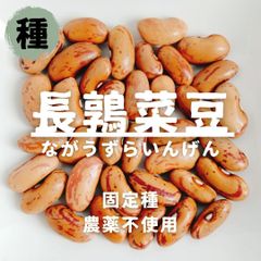 【種】長鶉菜豆（ながうずらいんげん）　農薬不使用　10粒