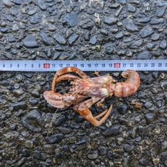 【冷凍ヤドカリ】約1.3kg　大、小、26匹