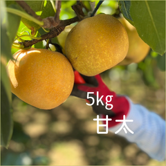 希少　梨　甘太　埼玉県産　約5㎏